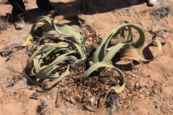 Welwitschia Plants